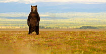 Kamchatka Brown Bear (Ursus arctos beringianus) stands on its back legs to more easily determine the source of an unfamiliar sound. Kronotsky Zapovednik Nature Reserve, Kamchatka Peninsula, Russian Fa...