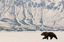 Kamchatka Brown Bear (Ursus arctos beringianus) recently risen from hibernation in the caldera of the Uzon Volcano. Kronotsky Zapovednik Nature Reserve, Kamchatka Peninsula, Russian Far East, April.