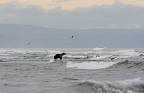 Kamchatka Brown Bear (Ursus arctos beringianus) on the Pacific coast of Kamchatka. Kronotsky Zapovednik Nature Reserve, Kamchatka Peninsula, Russian Far East, July.