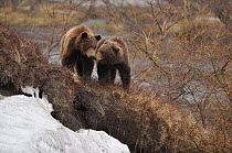 Kamchatka Brown Bears (Ursus arctos beringianus) interacting. Kronotsky Zapovednik Nature Reserve, Kamchatka Peninsula, Russian Far East, July.