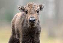 European Bison (Bison bonasus) calf portrait. 'Mefody', first calf born to reintroduced herd in Bryansk Forest. Bryansk Forest Zapovednik, Kamchatka, Russian Far East, May.