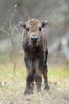 European Bison (Bison bonasus) calf portrait. 'Mefody', first calf born to reintroduced herd in Bryansk Forest. Bryansk Forest Zapovednik, Kamchatka, Russian Far East, May.
