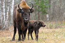 European Bison (Bison bonasus) calf and mother portrait. 'Mefody', first calf born to reintroduced herd in Bryansk Forest. Bryansk Forest Zapovednik, Kamchatka, Russian Far East, May.
