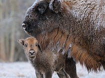 European Bison (Bison bonasus) calf and mother. 'Mefody', first calf born to reintroduced herd in Bryansk Forest. Bryansk Forest Zapovednik, Kamchatka, Russian Far East, May.