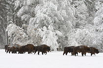 Herd of European Bison (Bison bonasus) after snowfall. Bryansk Forest Zapovednik, Kamchatka, Russian Far East, November.
