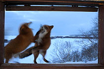 Red Foxes (Vulpes vulpes) fighting outside ranger cabin window. Kronotsky Zapovednik Nature Reserve, Kamchatka Peninsula, Russian Far East, February.