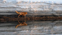 Red Fox (Vulpes vulpes) and snow bank reflected in river. Kronotsky Zapovednik Nature Reserve, Kamchatka Peninsula, Russian Far East, February.