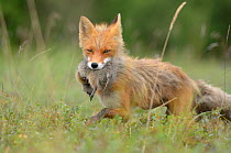 Red Fox (Vulpes vulpes) with ground squirrel prey. Kronotsky Zapovednik Nature Reserve, Kamchatka Peninsula, Russian Far East, August.