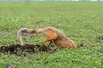 Red Fox (Vulpes vulpes) digging into a ground squirrel hole. Kronotsky Zapovednik Nature Reserve, Kamchatka Peninsula, Russian Far East, August.