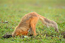 Red Fox (Vulpes vulpes) digging into a ground squirrel hole. Kronotsky Zapovednik Nature Reserve, Kamchatka Peninsula, Russian Far East, August.
