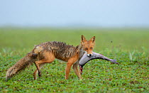 Red Fox (Vulpes vulpes) with large Pink Salmon (Oncorhynchus gorbuscha). Kronotsky Zapovednik Nature Reserve, Kamchatka Peninsula, Russian Far East, June.