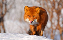 Red Fox (Vulpes vulpes) portrait, licking its lips. Kronotsky Zapovednik Nature Reserve, Kamchatka Peninsula, Russian Far East