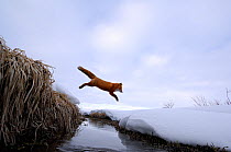 Red Fox (Vulpes vulpes) jumping across stream. Kronotsky Zapovednik Nature Reserve, Kamchatka Peninsula, Russian Far East, March.