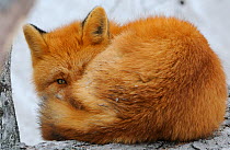 Red Fox (Vulpes vulpes) curled up, with an eye open. Kronotsky Zapovednik Nature Reserve, Kamchatka Peninsula, Russian Far East, March.