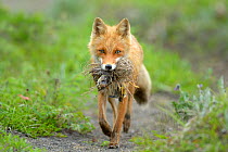 Red Fox (Vulpes vulpes) female with nest and chicks in mouth. Kronotsky Zapovednik Nature Reserve, Kamchatka Peninsula, Russian Far East, July.