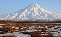 Red Fox (Vulpes vulpes) in wide landscape with Kronotsky Volcano on the horizon. Kronotsky Zapovednik Nature Reserve, Kamchatka Peninsula, Russian Far East, March.