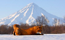 Red Fox (Vulpes vulpes) lying on snow with Kronotsky Volcano on the horizon. Kronotsky Zapovednik Nature Reserve, Kamchatka Peninsula, Russian Far East, March.