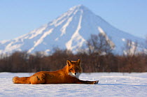 Red Fox (Vulpes vulpes) lying on snow with  Kronotsky Volcano on horizon. Kronotsky Zapovednik Nature Reserve, Kamchatka Peninsula, Russian Far East, March.