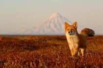 Red Fox (Vulpes vulpes) portrait in autumn grass, with Kronotsky Volcano on the horizon. Kronotsky Zapovednik Nature Reserve, Kamchatka Peninsula, Russian Far East, August.