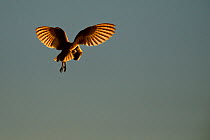Barn Owl (Tyto alba) in hovering flight, with sunlight highlighting primary feathers. UK, May.