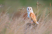 Barn Owl (Tyto alba) perched among grass. UK, November.