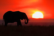 African Elephant (Loxodonta africana) silhoutted against setting sun. Maasai Mara, Kenya, Africa, August.