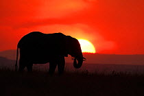 RF- African Elephant (Loxodonta africana) silhouetted against setting sun. Maasai Mara, Kenya, Africa, August.  Endangered species. (This image may be licensed either as rights managed or royalty free...