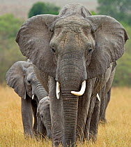 African Elephant (Loxodonta africana) breeding herd led by matriarch. Maasai Mara, Kenya, Africa, August.