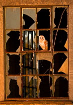 Barn Owl (Tyto alba) perched on broken window frame of abandoned building. UK, September.