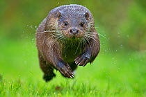 European Otter (Lutra lutra) running. Controlled conditions. Sussex, UK, October.