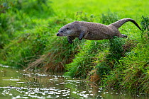 European Otter (Lutra lutra) jumping from bank into water. Controlled conditions. UK, October.