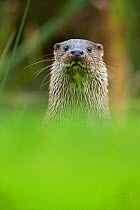 European Otter (Lutra lutra) portrait. Controlled conditions. UK, October.