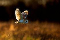 Barn Owl (Tyto alba) in flight. UK, Europe.