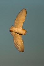 Barn Owl (Tyto alba) in flight, with underwing and alula visible. UK, February.