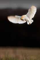 Barn Owl (Tyto alba) in hovering hunting flight. UK, February.