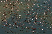 Aerial view of Lesser Flamingo (Phoenicopterus / Phoeniconaias minor) flying low over water. Lake Magadi, Kenya, February.