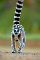 Ring tailed Lemur (Lemur catta) mother carrying baby on back. Madagascar.