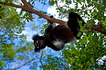 Indri (Indri indri) portrait in tropical rainforest habitat. Madagascar.