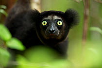 Indri (Indri indri) portrait. Madagascar.
