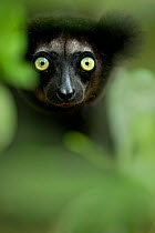 Indri (Indri indri) portrait. Madagascar.