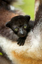 Indri (Indri indri) two-month baby on mother's arm. Madagascar.