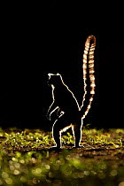Ringtail Lemur (Lemur catta) silhouetted, Madagascar.