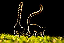 Ring tailed Lemurs (Lemur catta) silhouetted, Madagascar.
