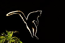 Ringtail Lemur (Lemur catta) jumping between branches in silhouette. Madagascar.