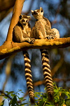 RF- Ringtail Lemurs (Lemur catta) sitting on branch. Madagascar.  Endangered species. (This image may be licensed either as rights managed or royalty free.)