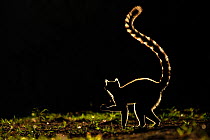 Ring tailed Lemur (Lemur catta) silhouetted. Madagascar.
