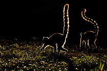 Ringtail Lemurs (Lemur catta) silhouetted. Madagascar.