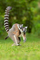 Ringtail Lemur (Lemur catta) mother with baby on back. Madagascar.