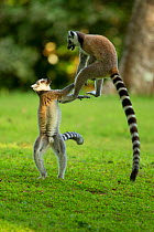 Ringtail Lemurs (Lemur catta) playing. Madagascar.