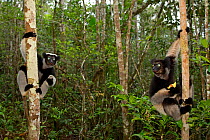 Indri (Indri indri) on trees in tropical rainforest habitat. Madagascar.